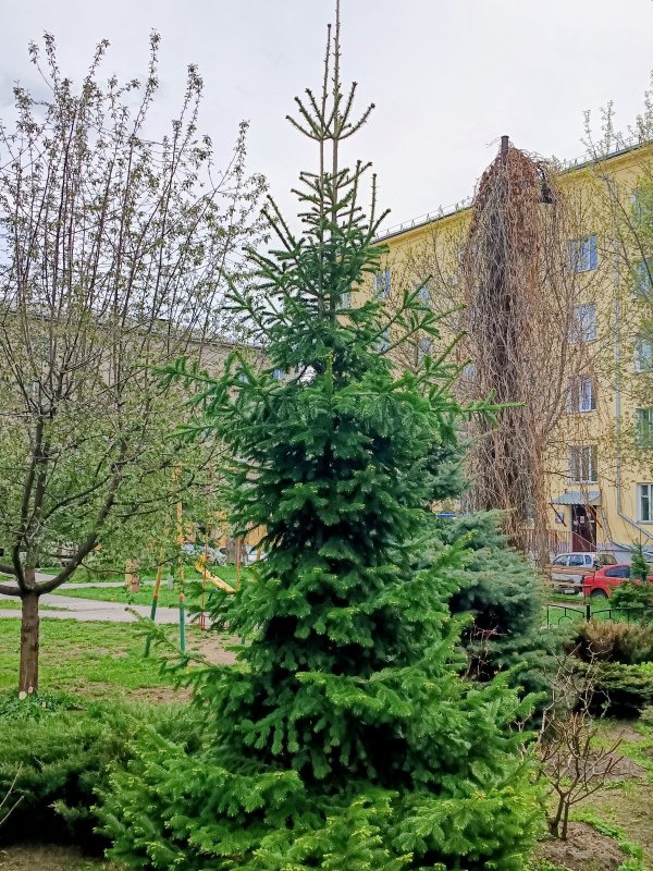 У нас во дворе-1