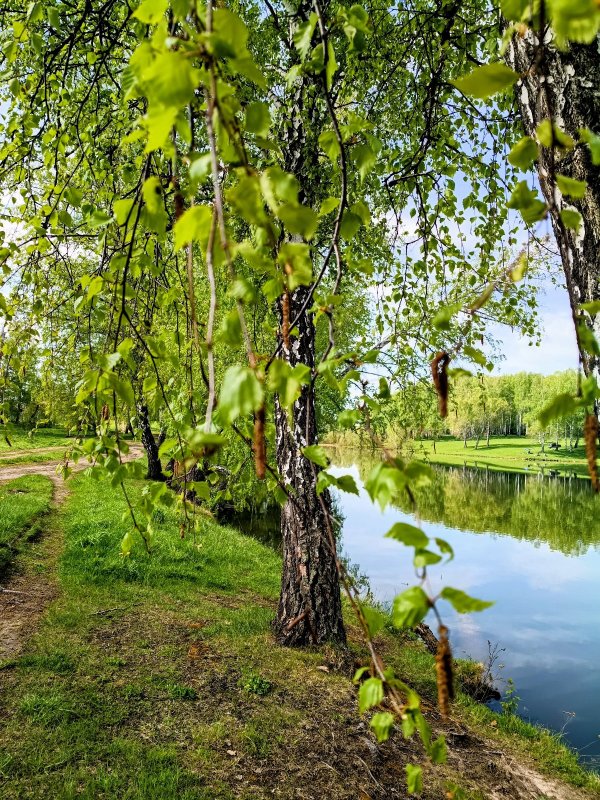 Утро на озере-3