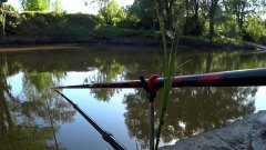 В лесном ручье клюет на креветку.