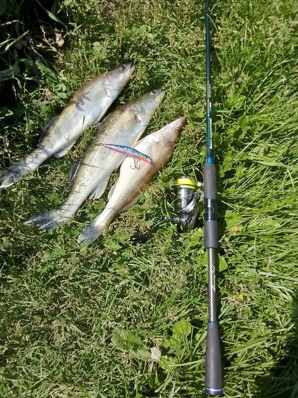 Urban fishing Novosibirsk