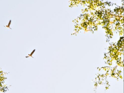 Эти гуси успешно пролетели над местом нашей стоянки на расстоянии выстрела.... Автор фото А.В.Демидов
