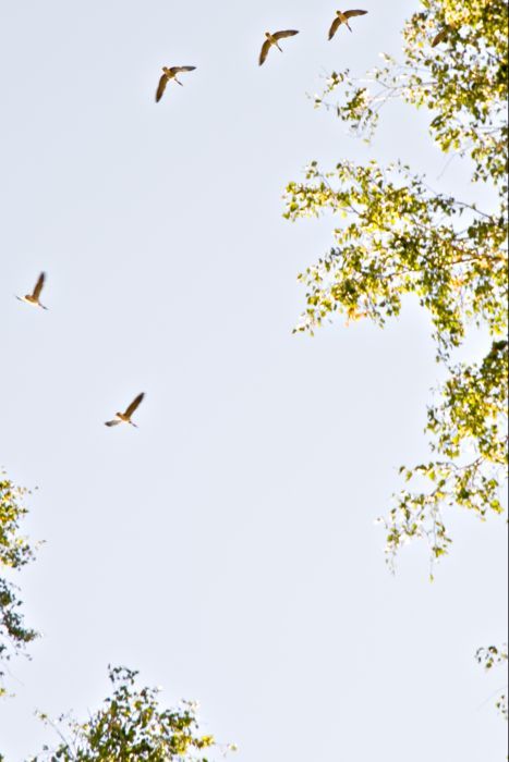 Эти гуси успешно пролетели над местом нашей стоянки на расстоянии выстрела.... Автор фото А.В.Демидов