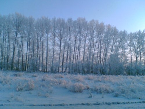Зимний лес. Фото от 9 декабря 2007.