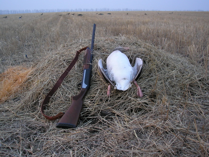 Гусь - лапчатый