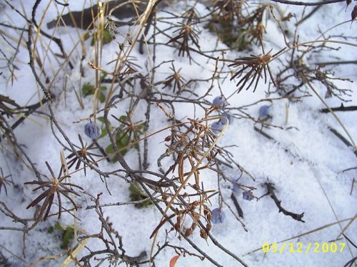 ягода зимой в Забайкальском лесу