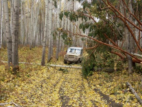 осенний &quot;снег&quot;.... 