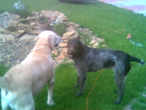 В гостях у доброго ларадора Криса.