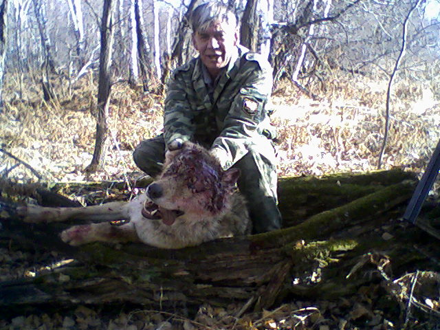 25 октября 2008г. в Искитимском р-не г.Новосибирска был добыт волк, весом более 40 кг.