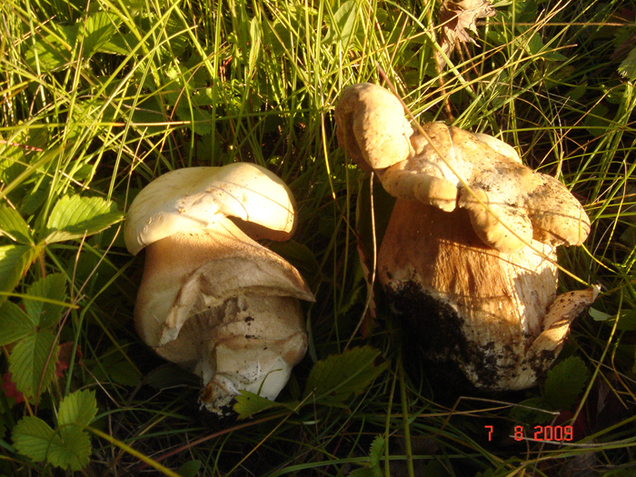 Вот такие интересные по форме белые грибы.
