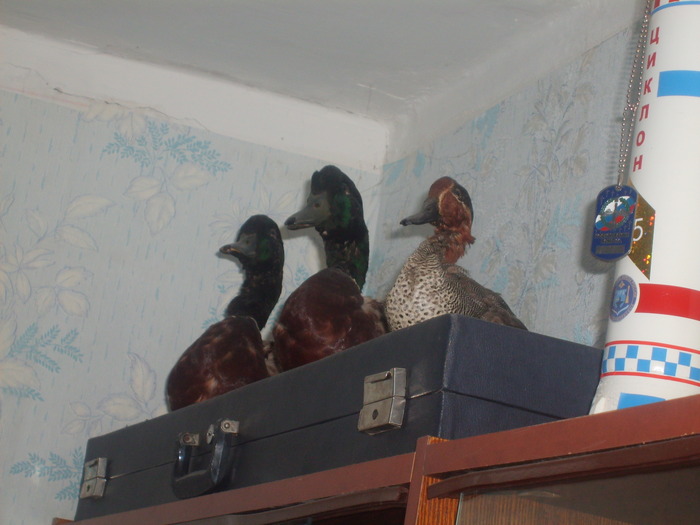 стайка