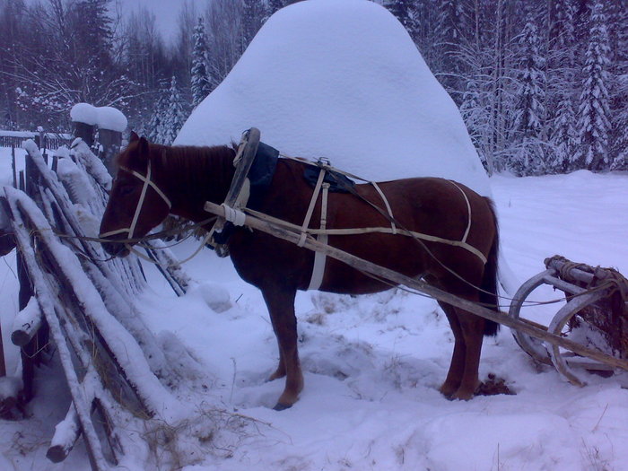 конь Рыжик