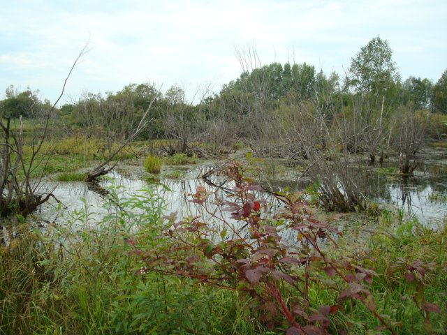 красива