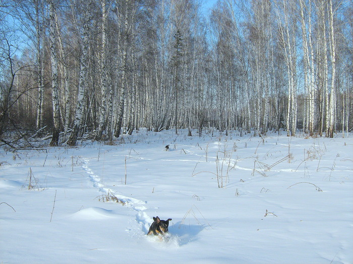 На зов хозяина.