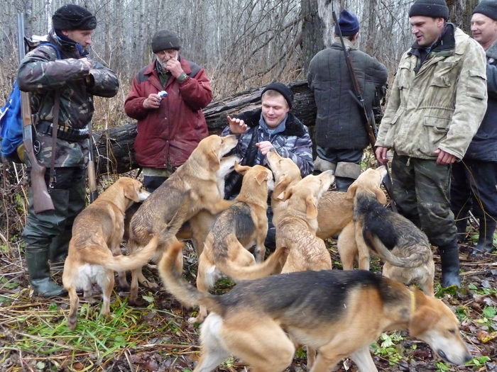 Наши собачки.