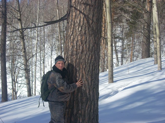 возле сосны
