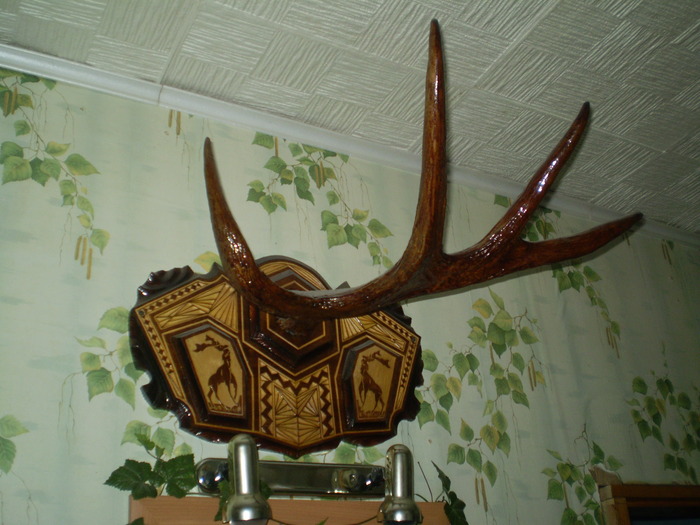 рога