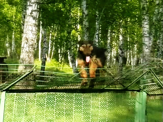 СОБАКИ