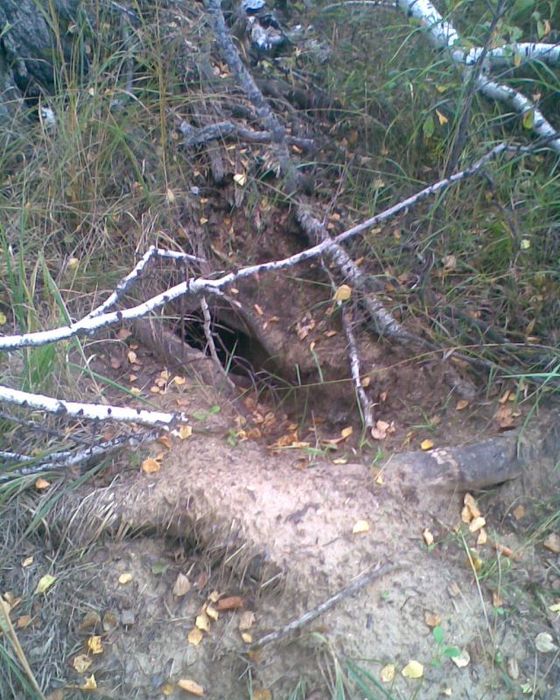 Чья нора?