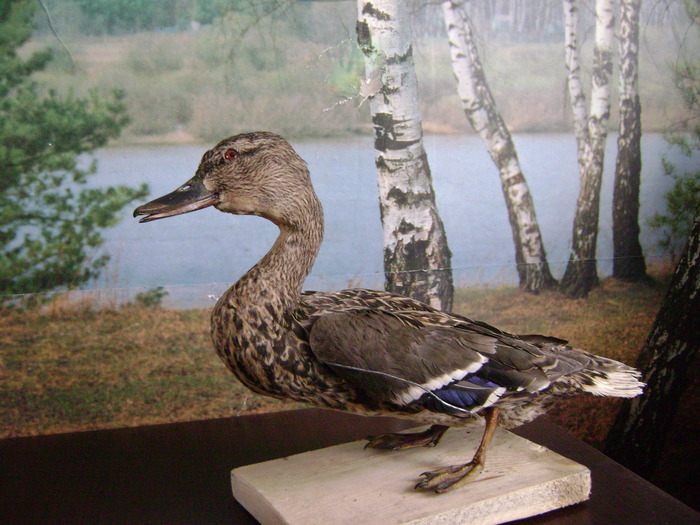 подсадная