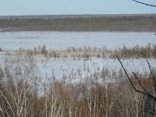 буранницы на болоте