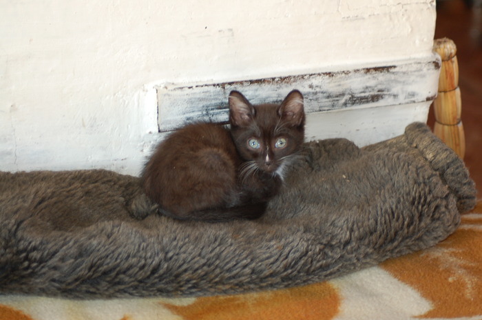 котик отдыхает