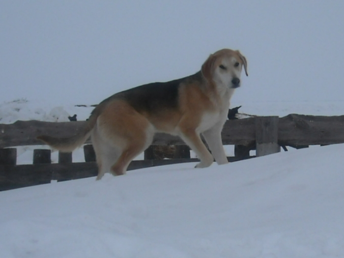 АККОРД ПОДРОС