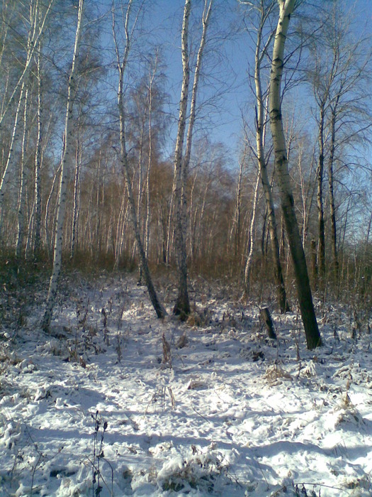 жду зверя....