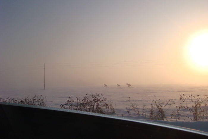 08.01.2010 г. за окном -45, лоси вдоль дороги бегают.