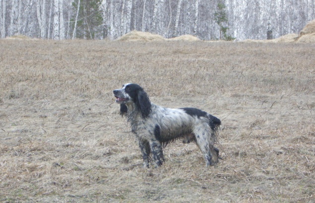Ягташ