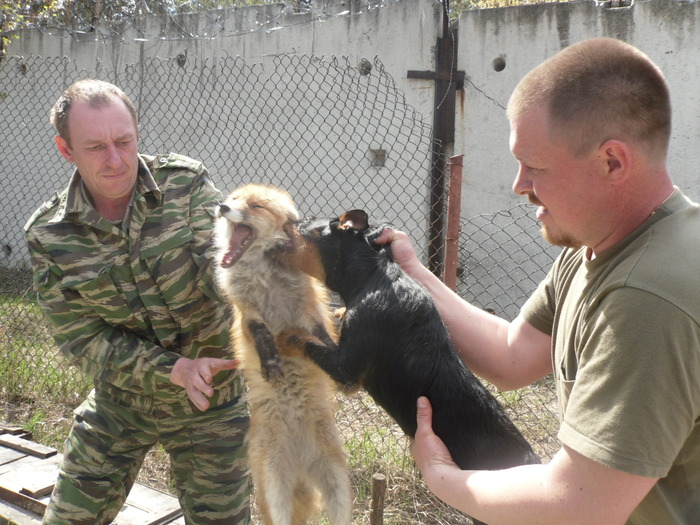 Испытания по лисе 16.05.2010 г.