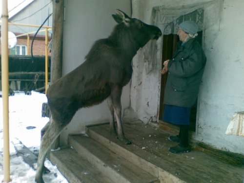 &quot;Домашний скот&quot;