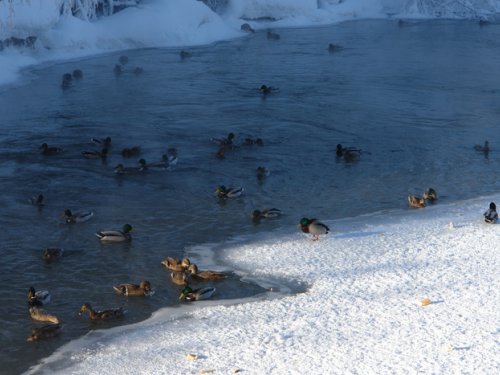 Всю зиму их кормил,остались зимовать прям в центре Томска:)