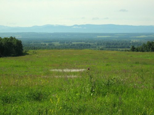 Клубничная плантация