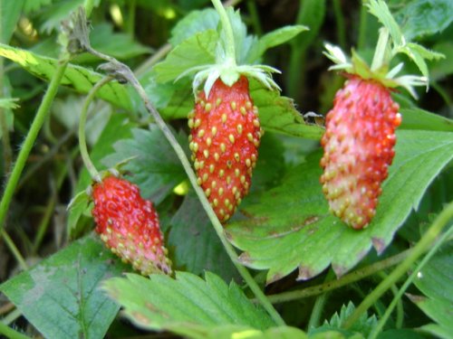 Земляника 08.2010г.сопки Рудного Алтая.