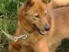 Испытание лаек. Томсккая обл.