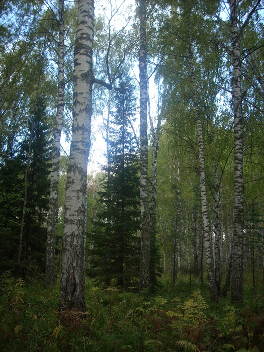 Осень в Томском лесу.