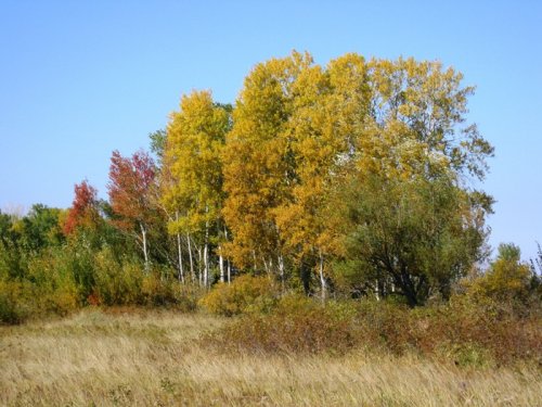 Осенняя палитра