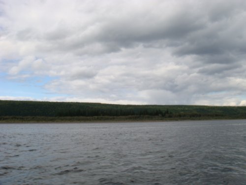 Ельник