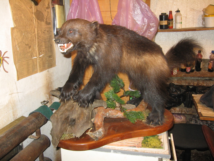 Росомаха