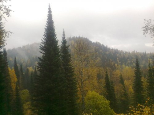 Осеняя тайга.