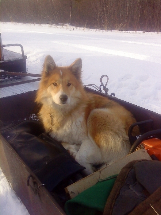 Норка