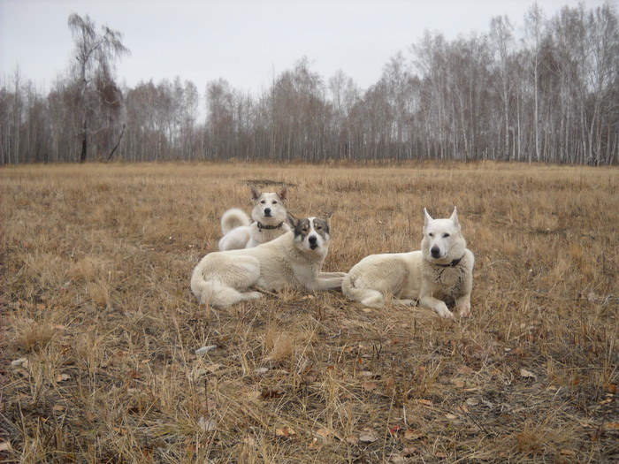Собачки