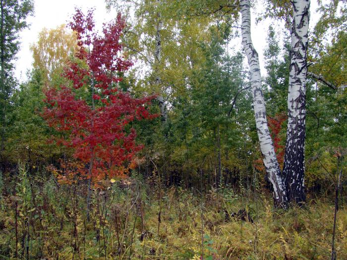 Первые краски охотничьей поры