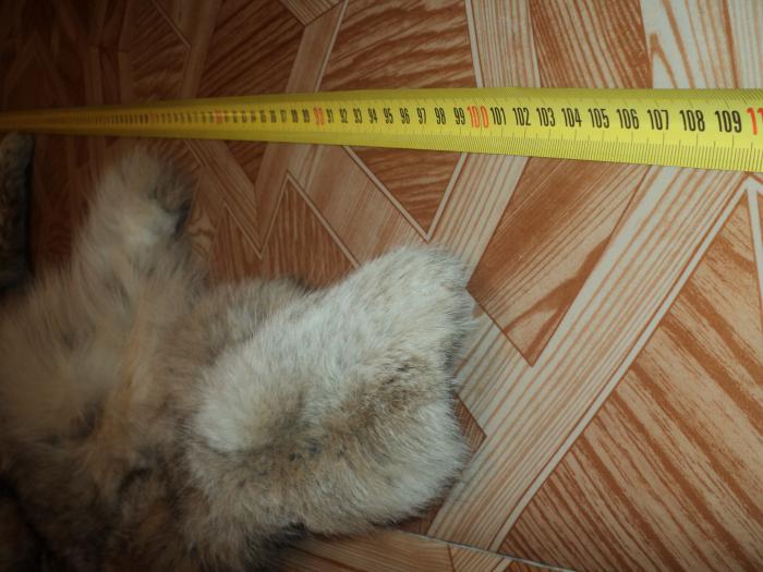 в см