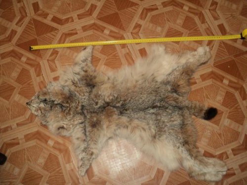 от Шпионки