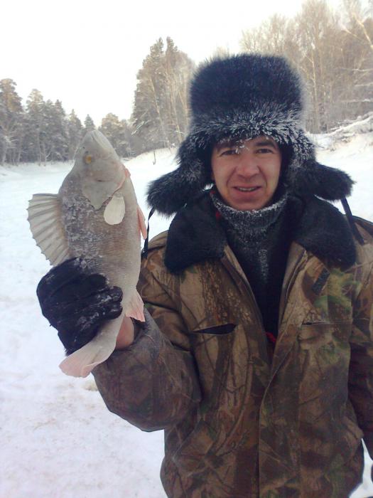 окунь