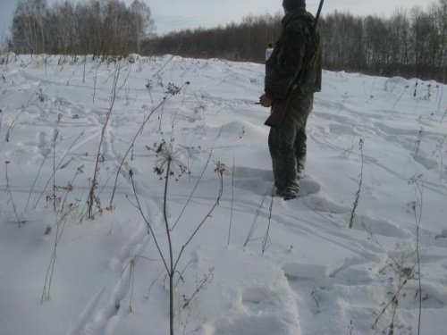 Следы, а может козии базар))