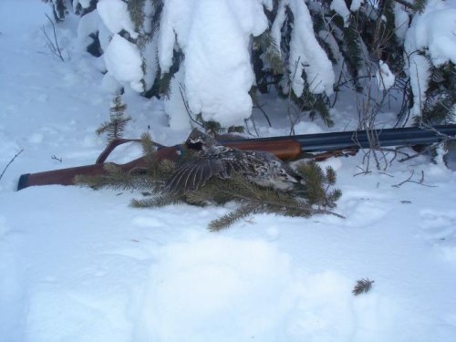 Первый рябчик в этом году