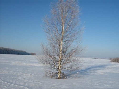 белая берёза