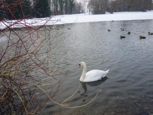А...,белый лебедь на пруду... .